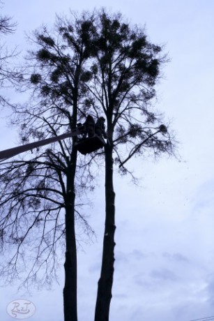 Kácení u hřbitova v Tylovicích duben 2012 005