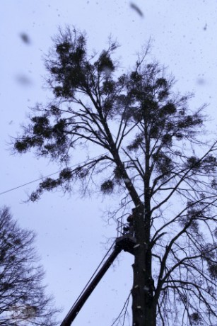 Kácení u hřbitova v Tylovicích duben 2012 009