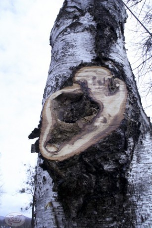 Kácení u hřbitova v Tylovicích duben 2012 011