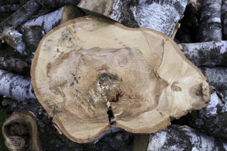 Kácení u hřbitova v Tylovicích duben 2012 016