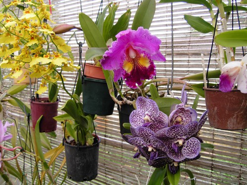 orchi.jpg